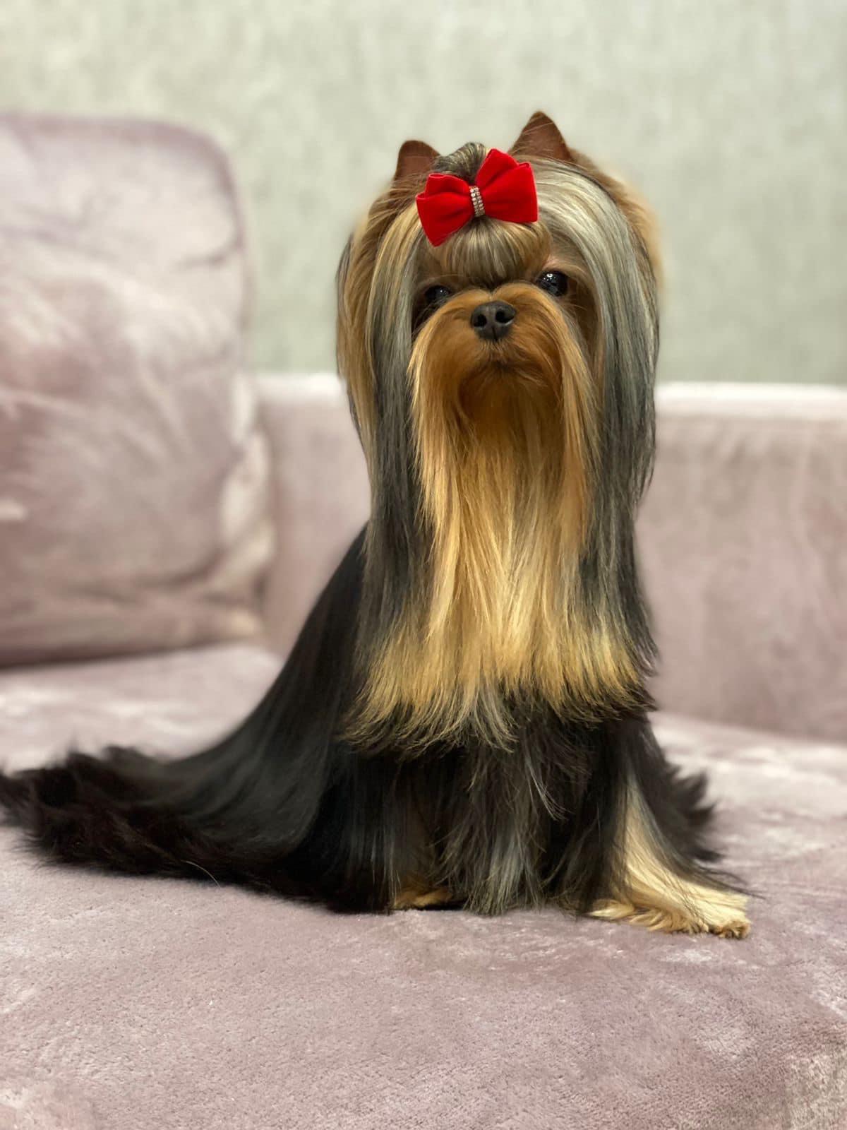  WELARY MARMELADE SKY &mdash; Labaza DogPedigree YorkshireTerrier